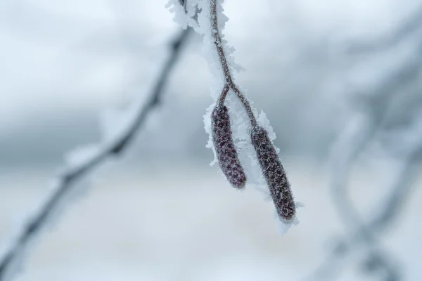 Frost bedeckte Knospen — Stockfoto