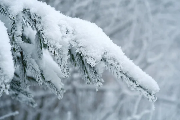Ramas de abeto cubiertas de nieve —  Fotos de Stock