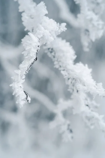 Χιονισμένο δέντρο κλάδους — Φωτογραφία Αρχείου