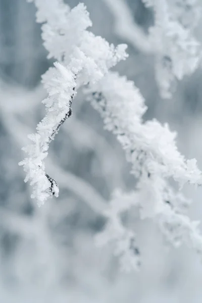 Ramas de árboles cubiertas de nieve —  Fotos de Stock