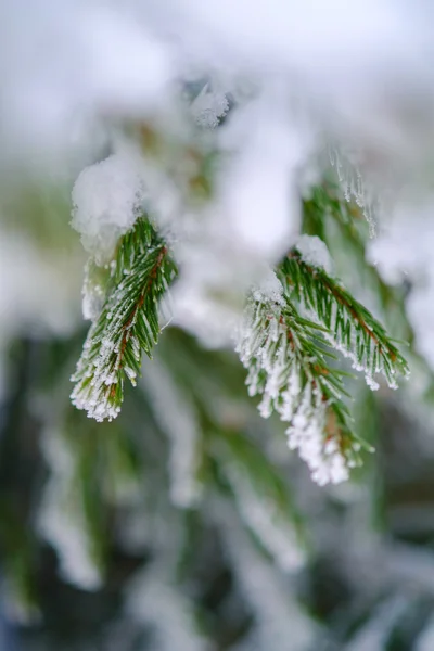 Gałęzie pokryte śniegiem jodła — Zdjęcie stockowe