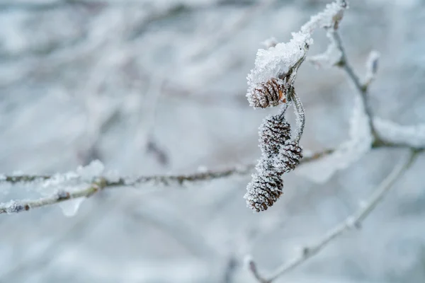 Frost bedeckte Knospen — Stockfoto