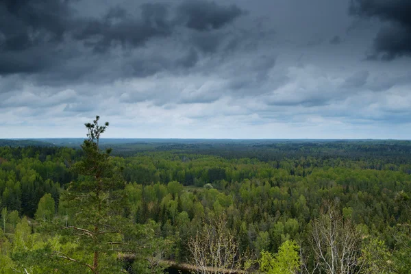 Forest Landscape — Stock Photo, Image