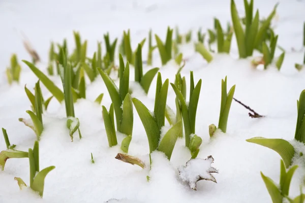 Blommor groddar i snö — Stockfoto