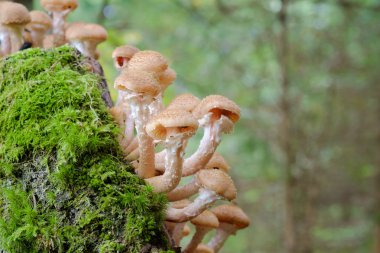 Tatlım mantar mantar