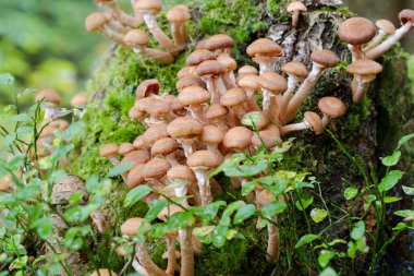 Tatlım mantar mantar