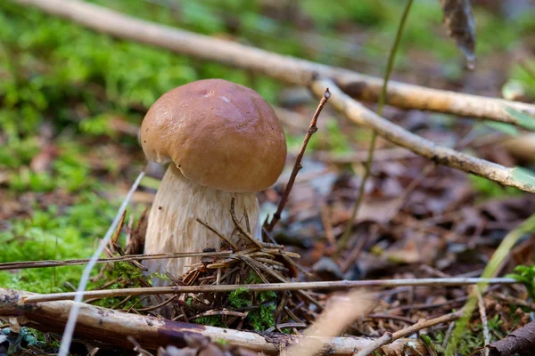 可食用牛肝菌蘑菇 — 图库照片