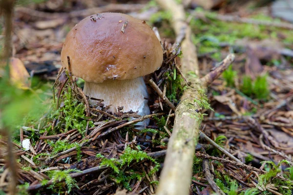 Edible Bolete Mushrooms — Stock Photo, Image