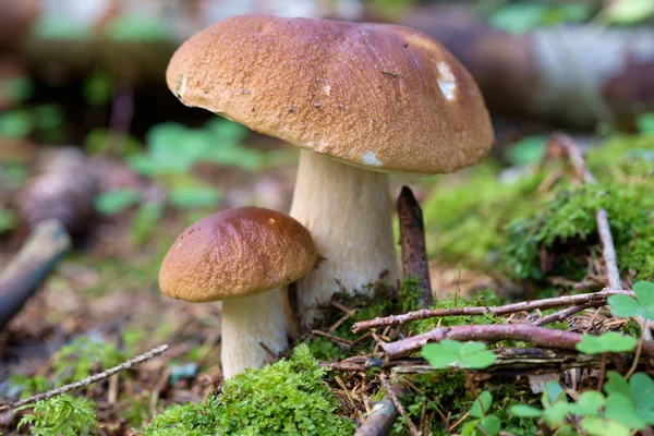 Edible Bolete Mushrooms — Stock Photo, Image