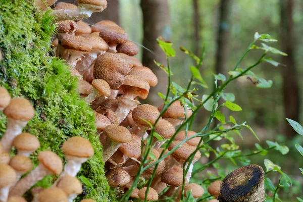 Honey fungus Mushrooms — Stock Photo, Image