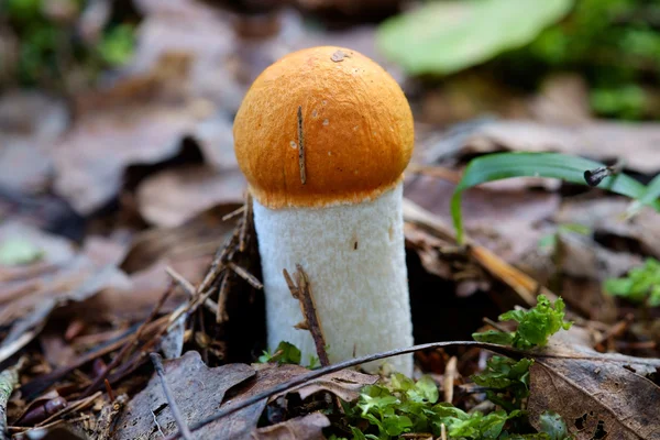 Orange-capped Bolete Mushrooms — Stock Photo, Image