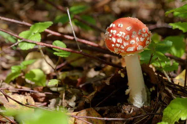 Toadstools Mushrooms — Stock Photo, Image