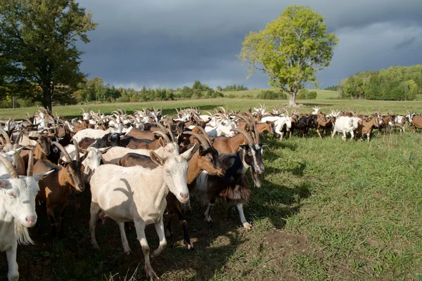 Mandria di capre — Foto Stock