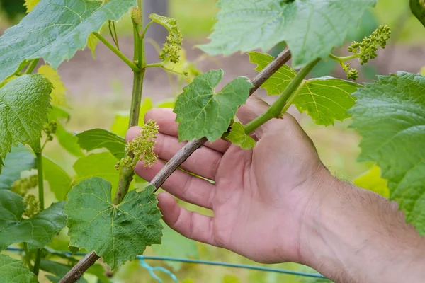 Vine flowering — Stock Photo, Image