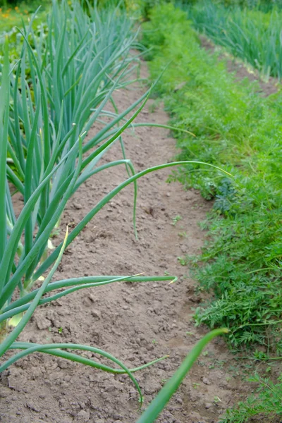 Carrots and onions grow — Stock Photo, Image