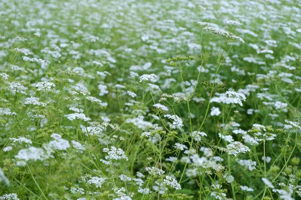 Flowering Coriander — Stock Photo, Image