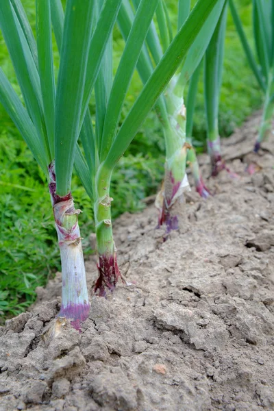 Czerwona cebula rośnie — Zdjęcie stockowe