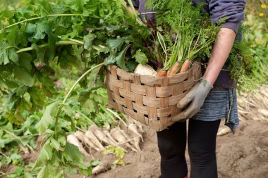 Sonbahar Bahçe hasat