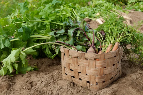 Zanahorias remolachas y chirivías en el jardín —  Fotos de Stock