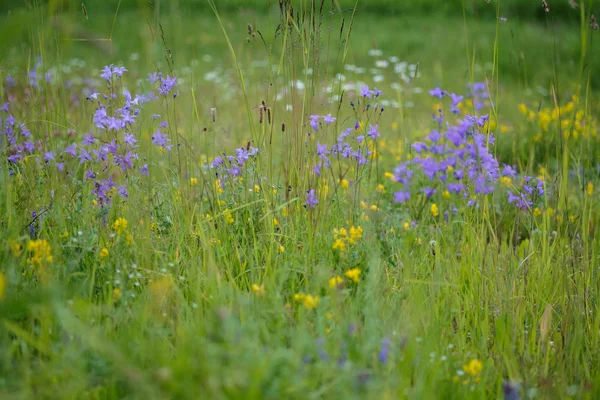 Estate prato di fiori — Foto Stock