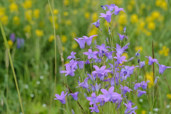 Prairie de fleurs d'été — Photo