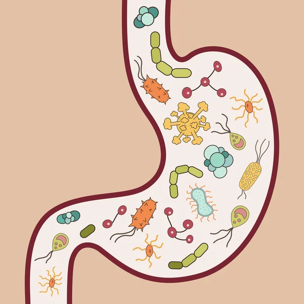 Estomac humain avec des virus et des bactéries — Image vectorielle