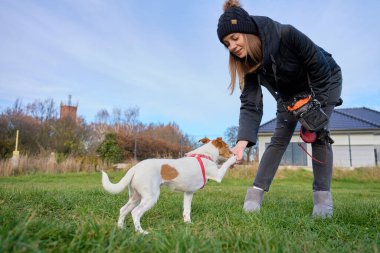 Soğuk havada çimlerin üzerinde küçük bir köpek eğiten bir kadın. Hayvan bakımı, itaat eğitimi ve aktif açık hava zamanı kavramı