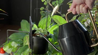 Evde saksı bitkilerinin yanında el ele tutuşan su bidonu. Ev bitkisi bakımı ve bahçe işleri kavramı