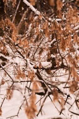 Kar yığınlarıyla kaplı bir kış ormanı, karlı ve ağaçlı bitkiler.