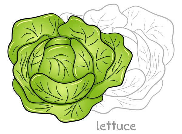 Fresh lettuce head — Stock Vector