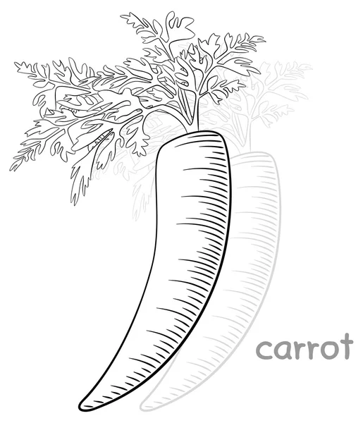 Φρέσκα ωμά καρότα — Διανυσματικό Αρχείο