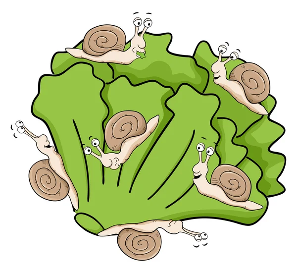 Snails eating lettuce — Stock Vector