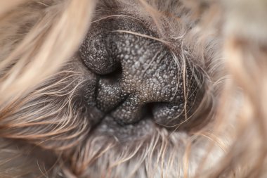 Siyah tüylü bir evcil köpek sevimli küçük burun