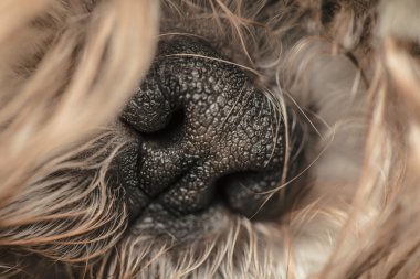 Siyah tüylü bir evcil köpek sevimli küçük burun
