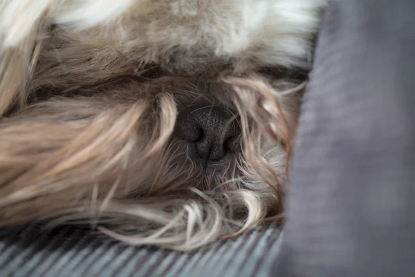 Cara de cão peludo dormindo — Fotografia de Stock