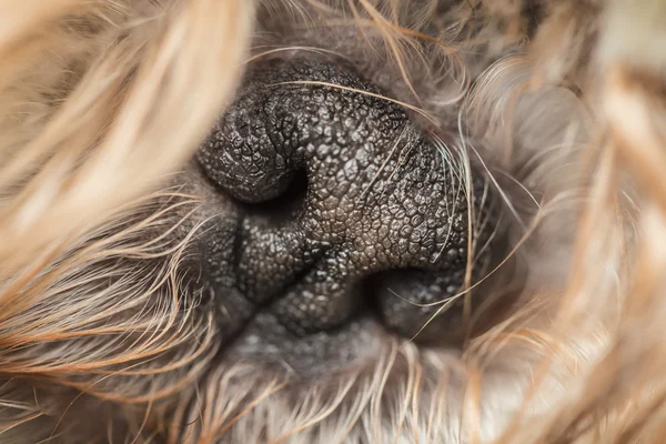 Siyah tüylü bir evcil köpek sevimli küçük burun