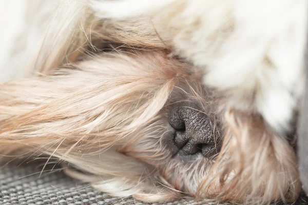 Preto bonito nariz minúsculo de um cachorro peludo — Fotografia de Stock
