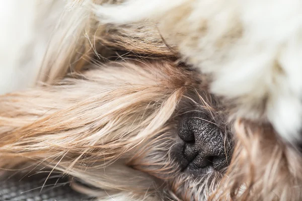 Preto bonito nariz minúsculo de um cachorro peludo — Fotografia de Stock