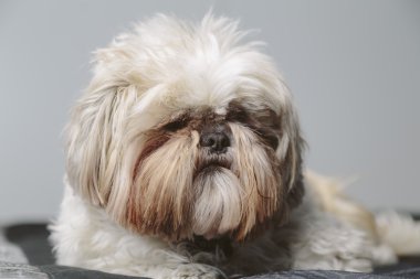 Tüylü şirin köpek üzerinde ciddi bir portre