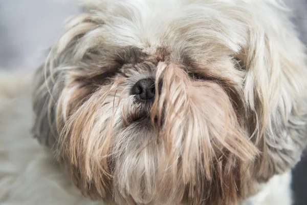 Peloso bianco shi tzu cane testa ritratto — Foto Stock