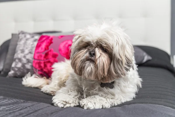 Şirin köpek yavrusu köpek duran bir yatak örtüsü — Stok fotoğraf