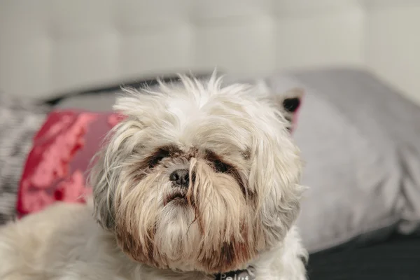 Cane cucciolo carino disordinato su un divano cuscino — Foto Stock