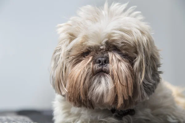 Darmadağınık Shi Tzu köpek gri bir arka plan üzerinde ciddi — Stok fotoğraf