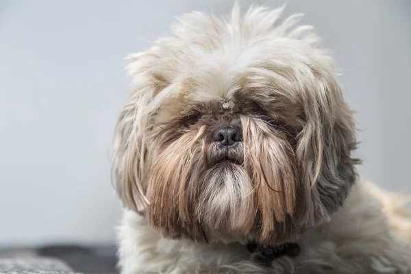 Disheveled Shi Tzu cane serio su uno sfondo grigio — Foto Stock