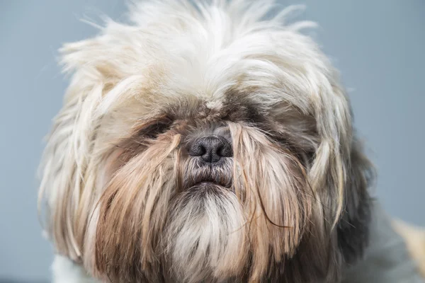 Serious cute hairy dog portrait on a blue background