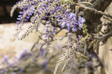 Mor çiçekler açan bir dekorasyon açık bitki üzerinde