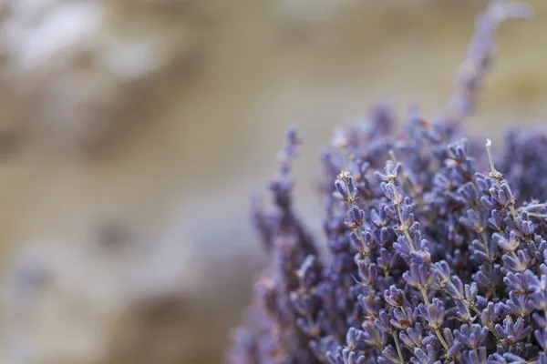 在黄色石头的背景上干燥的香味装饰紫花苜蓿紫色植物 — 图库照片