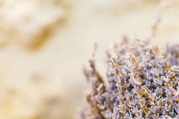 Decorazione secca profumata lavanda piante viola su sfondo giallo lapidato — Foto Stock