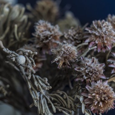  Ölü dekorasyon bitkiler soyut yakın çekim 