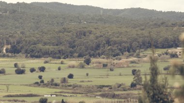 Düz yeşil kırsal manzara